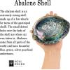 imageSOUL STICKS Cleansing Kit Smudge Gift Set Box with White Sage Large Smudge Shell Palo Santo Stick 4 Selenite Wand and Turkey Feather in White Gift Box Green Abalone ShellGreen Abalone Shell