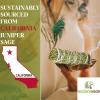 imageSoul Sticks Juniper Sage Smudge Sticks  4 Inch Organic for House Cleansing ampamp Blessing 3 PackJuniper