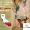 imageSoul Sticks Juniper Sage Smudge Sticks  4 Inch Organic for House Cleansing ampamp Blessing 3 PackPine